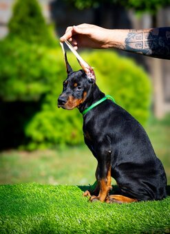 KUPIOWANE SZCZENIĘTA DOBERMANA Z RODOWODEM FCI - 11
