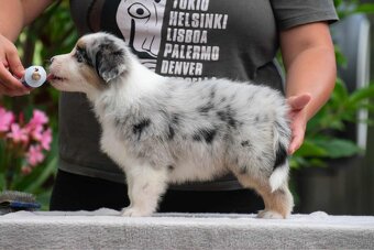 owczarek australijski - 11