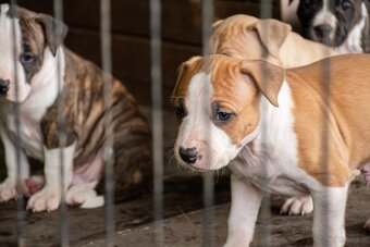 Szczenięta amstaff - 11