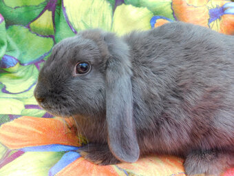Niebieskie baranki mini lop - 11