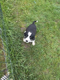 Piesek Border Collie - 11