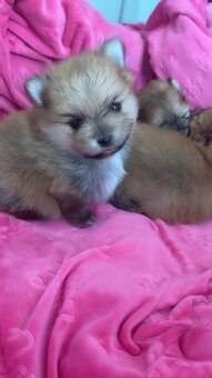 Pomeranian Miniaturowy - 11