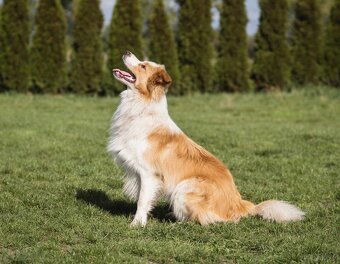 Border Collie szczenię piesek merle ZKwP FCI z metryki gotow - 11