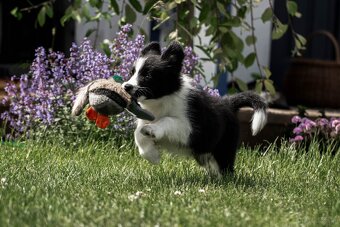 Border collie suczka czarno-biała ZKwP FCI z metryki szczeni - 11