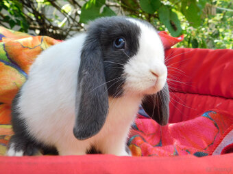 Niebieskie baranki mini lop - 11