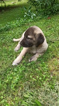 Szczenięta kangal - 11