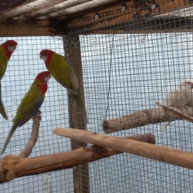 Papugi różne gatunki - 11
