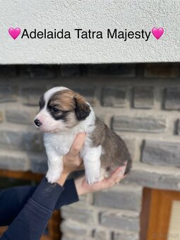 Szczenięta Welsh Corgi Pembroke - Tatra Majesty - 11