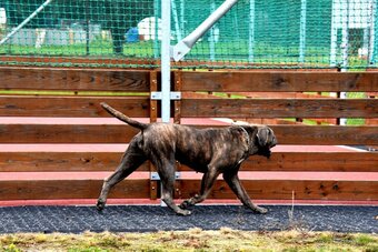 Cane Corso z rodowodem FCI - 11