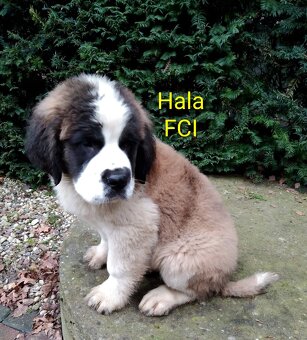 Bernardyn FCI szczeniak dziewczynka - 11