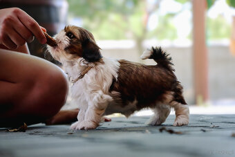 Shih tzu - 11