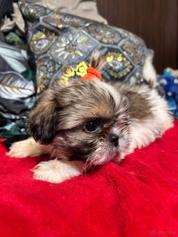 Szczeniaczki Shih Tzu - 11