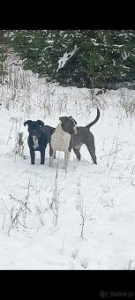 Masywne szczeniaki amstaff - 11