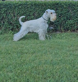 Schnauzer miniatúrne white - 11