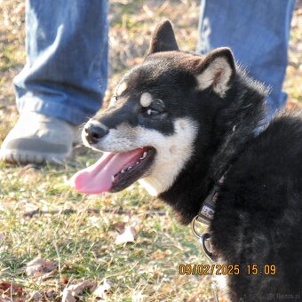 Shiba Inu, roczna suczka, czarna-podpalana - 11