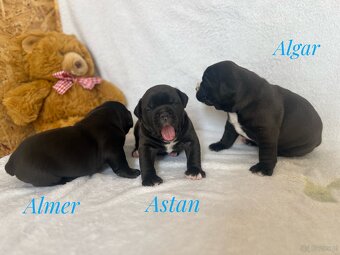 Buldog Staroangielsky - Old English Bulldog - 11