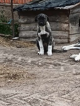 Bandog,kangal,Dog argentyński - 11
