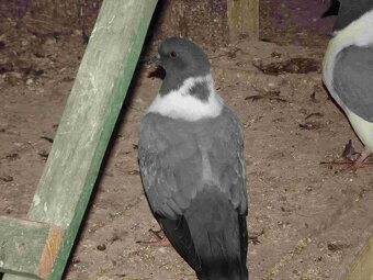 sprzedam gołębie - 11