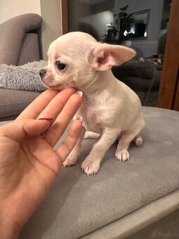 Szczeniaki rasy chihuahua 7tyg - 11