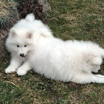 SAMOJED szczenięta - 11