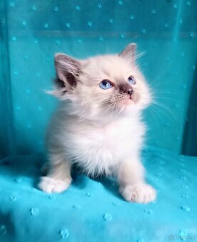 Piękny kocurek Ragdoll z rodowodem i wyprawką - 11