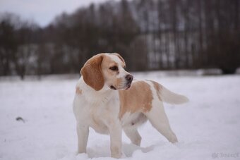Beagle  s PP (FCI) - 11