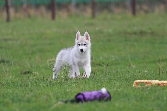 Siberian Husky ZKwP - 11