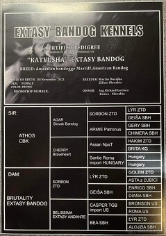 Szczeniaki Bandogi s rodokmenom VIP BANDOG KENNELS - 11