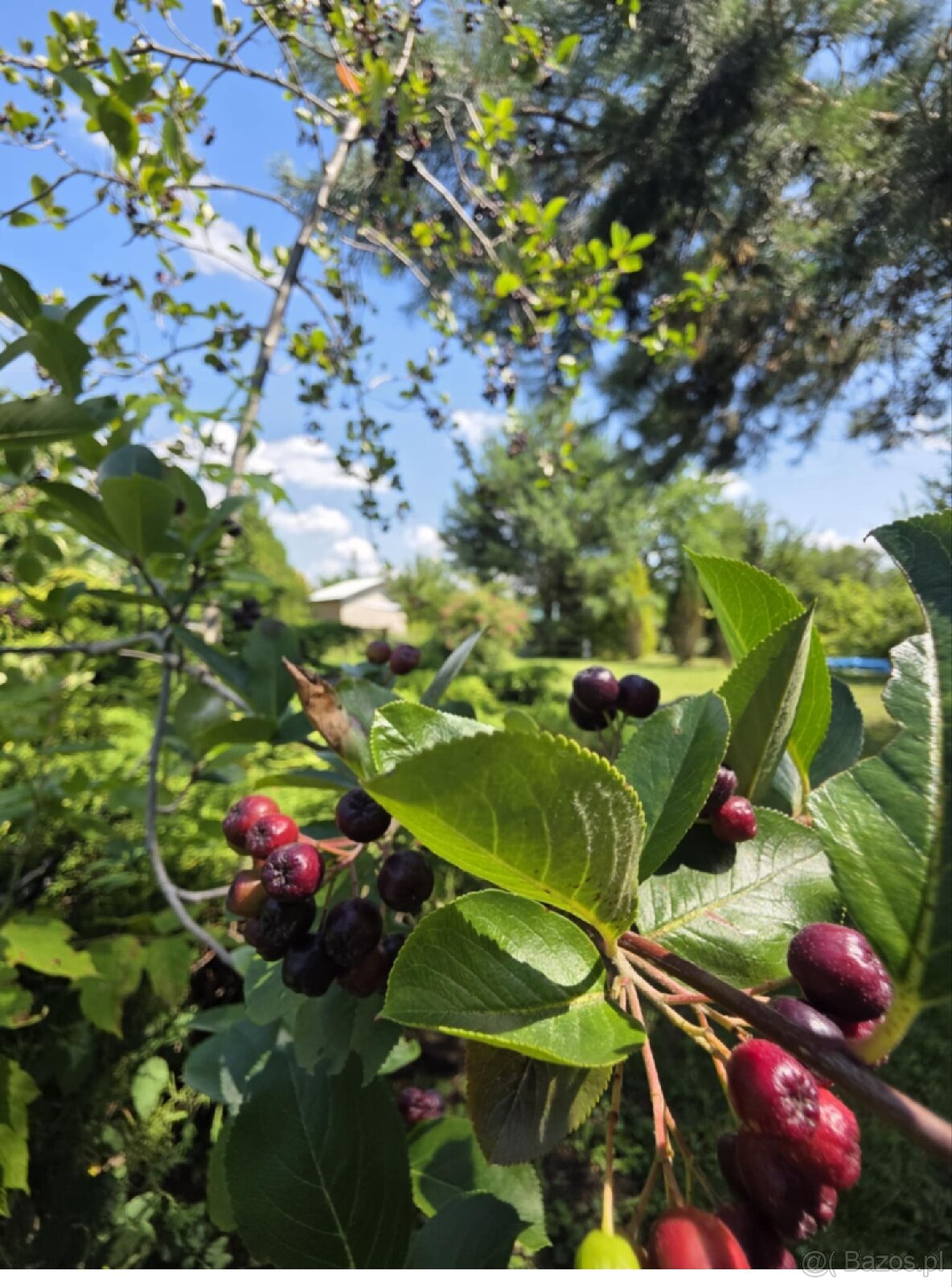 ROD "Słonecznik" Tarnów ul. Ostrogskich - 12
