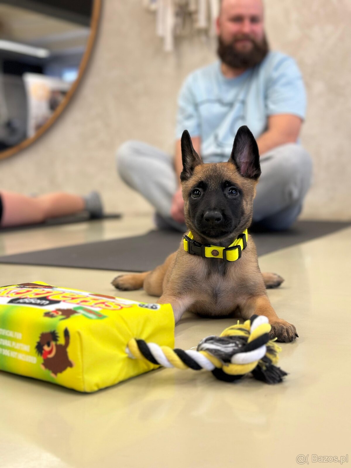 Owczarek belgijski z rodowodem FCI - 12