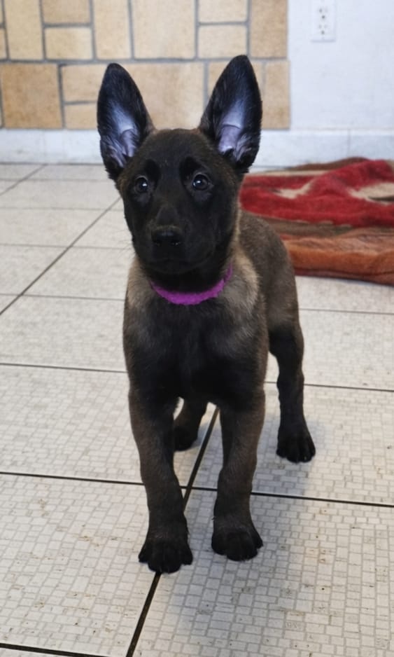 Owczarek Belgijski Malinois FCI/ZKWP - 12