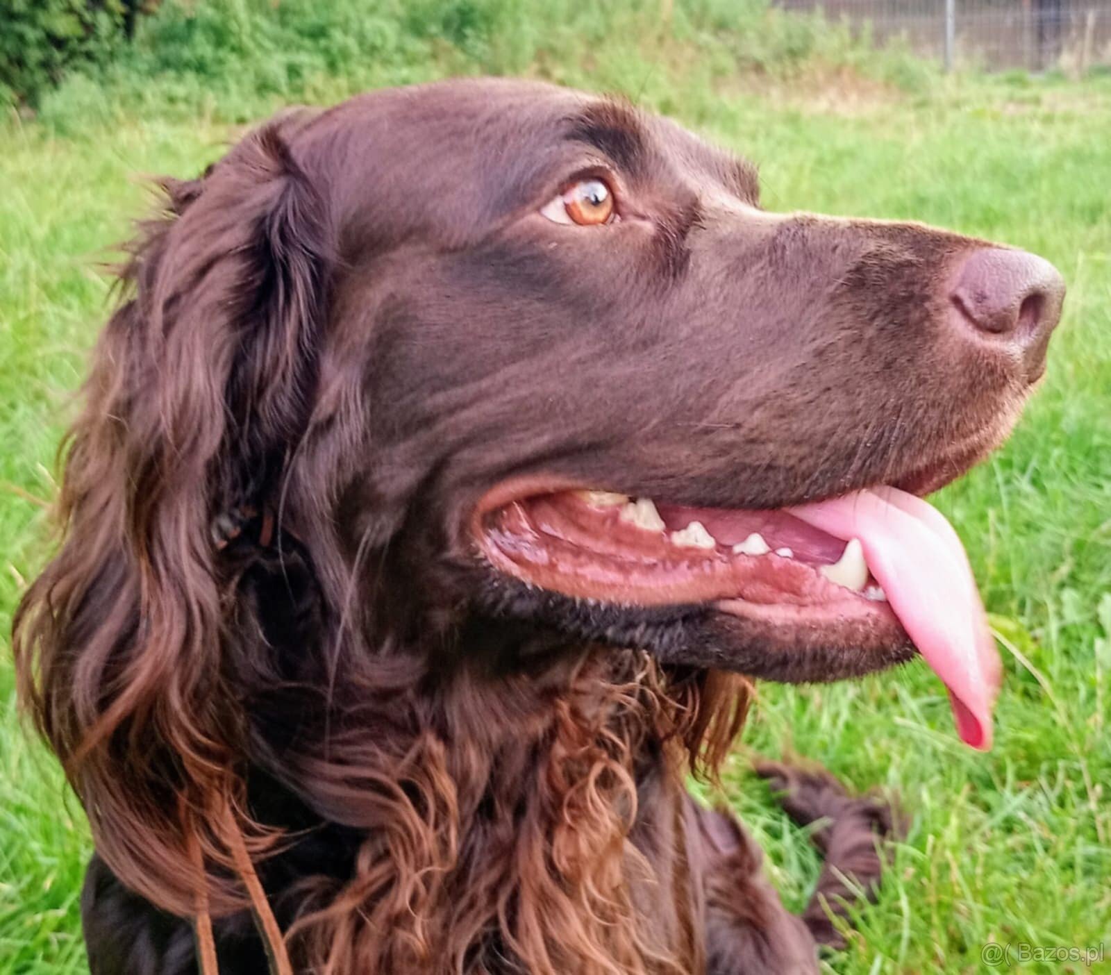 PŁochacz Niemiecki WACHTELHUND - 12