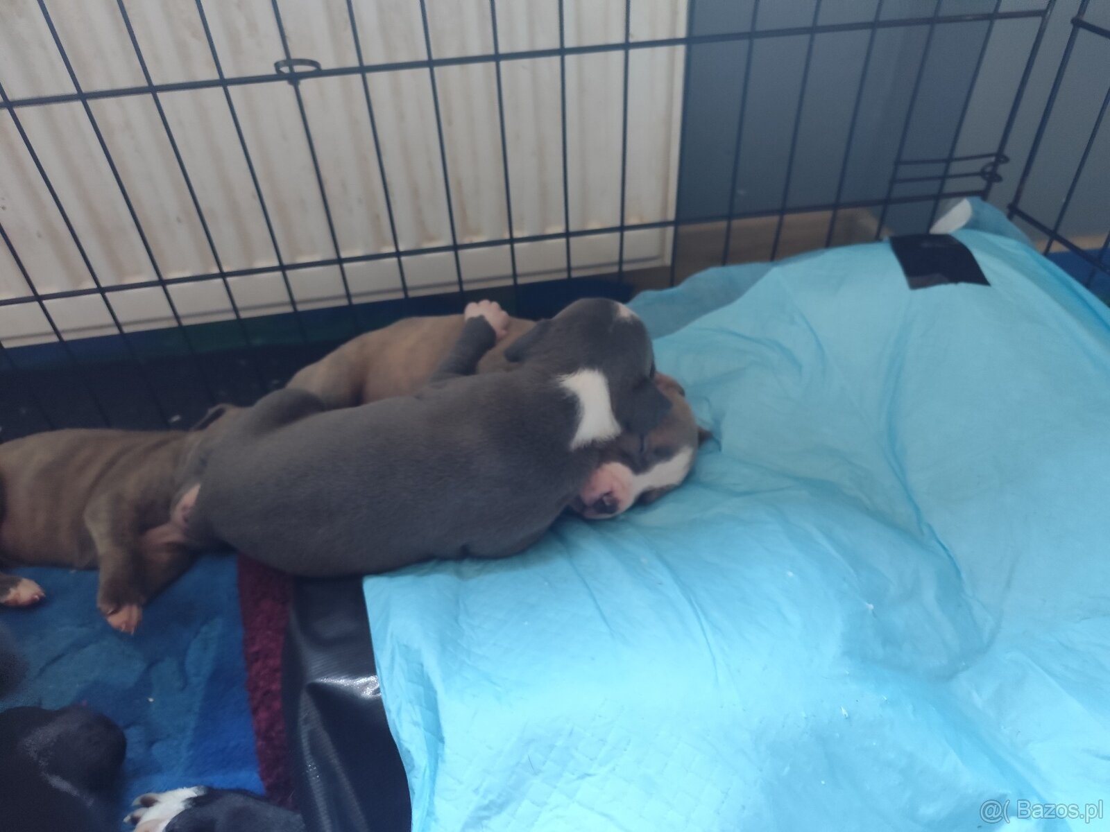 Rezerwacja szczeniąt Amstaff - 12