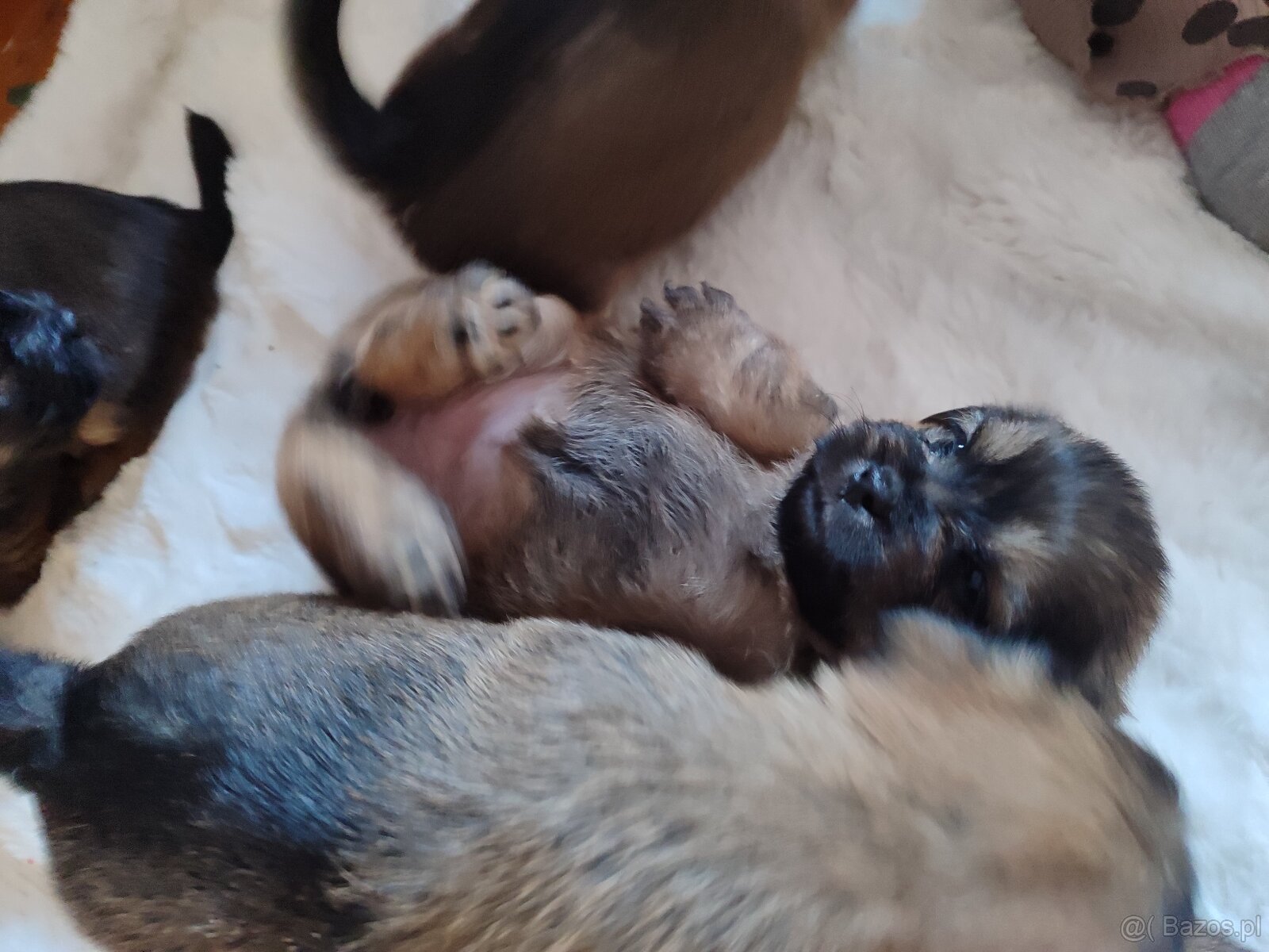 Śliczne suczki i pieski - 12