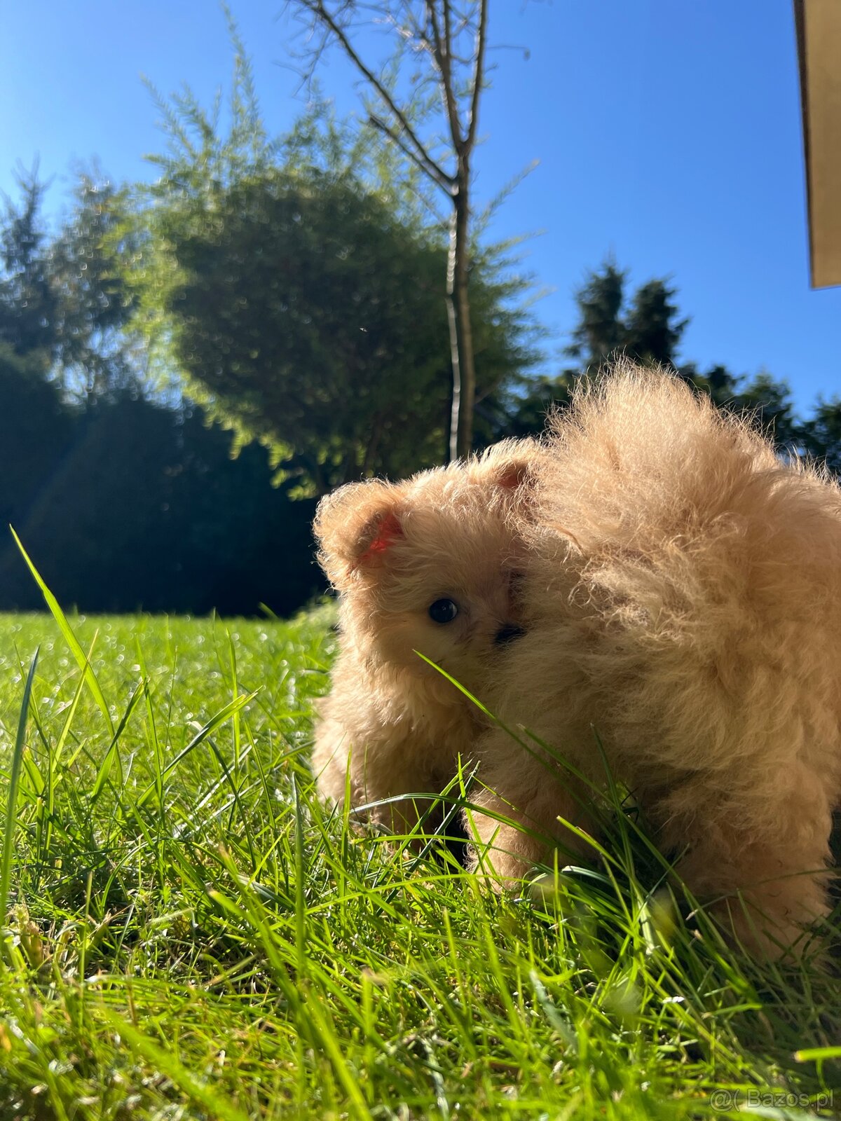 Piesek Pomapoo Maltipoo Miniaturka puchaty miś pies z rodowo - 12