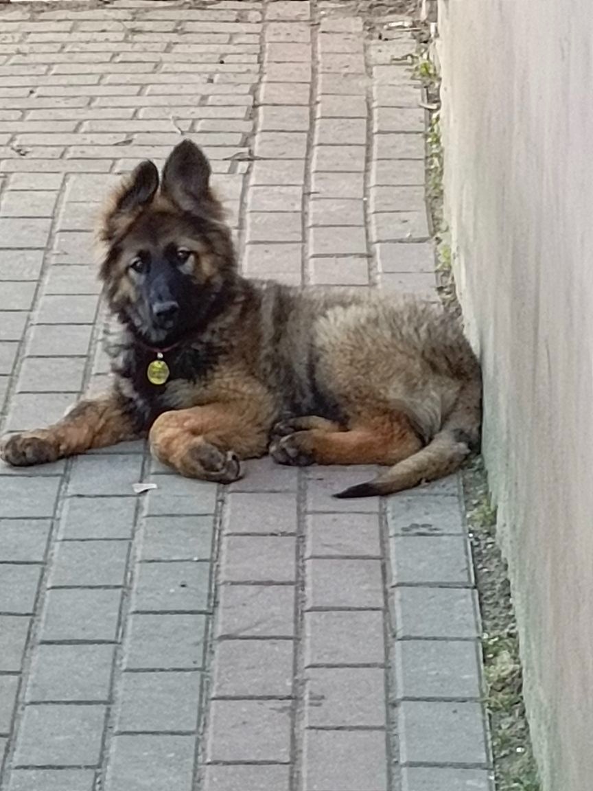 Suczka owczarek niemiecki długowłosy - 12