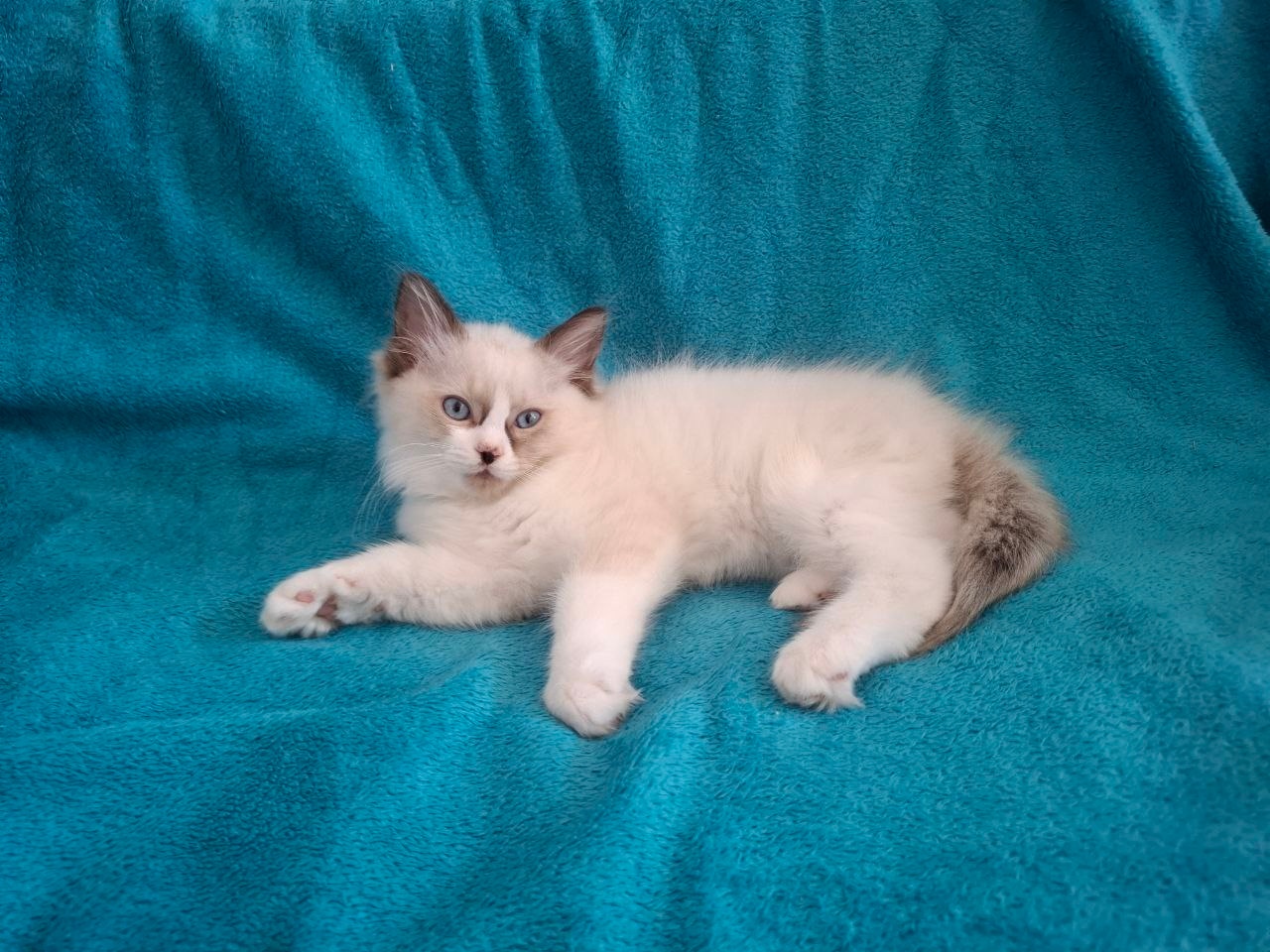 Rodowodowe kocięta Ragdoll - gotowe do zamieszkania - 12