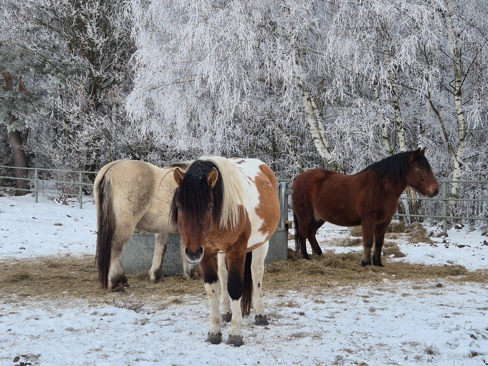 Ogier L-Karat srokaty tobiano homozygota - 12