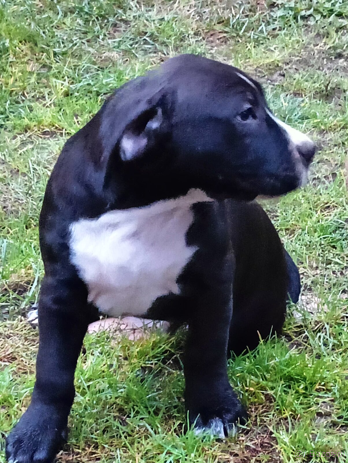 Masywne szczeniaki amstaff - 12