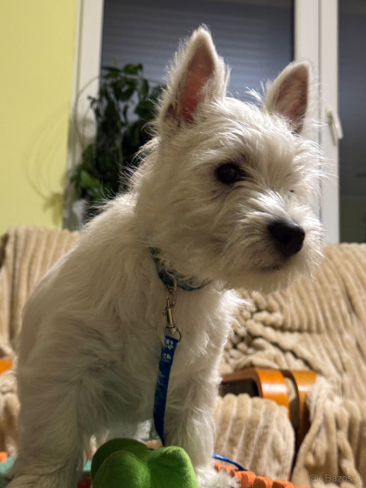 West Highland White terrier - 12