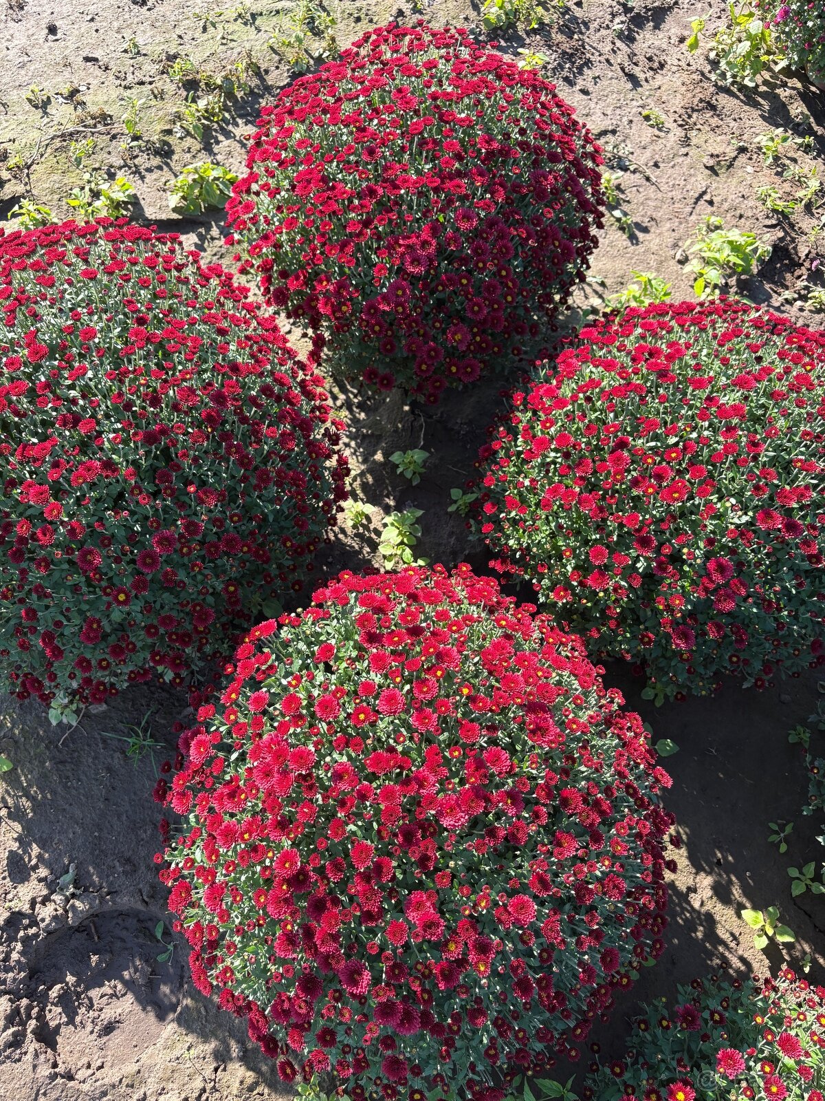 Sprzedam chryzantemy - 12