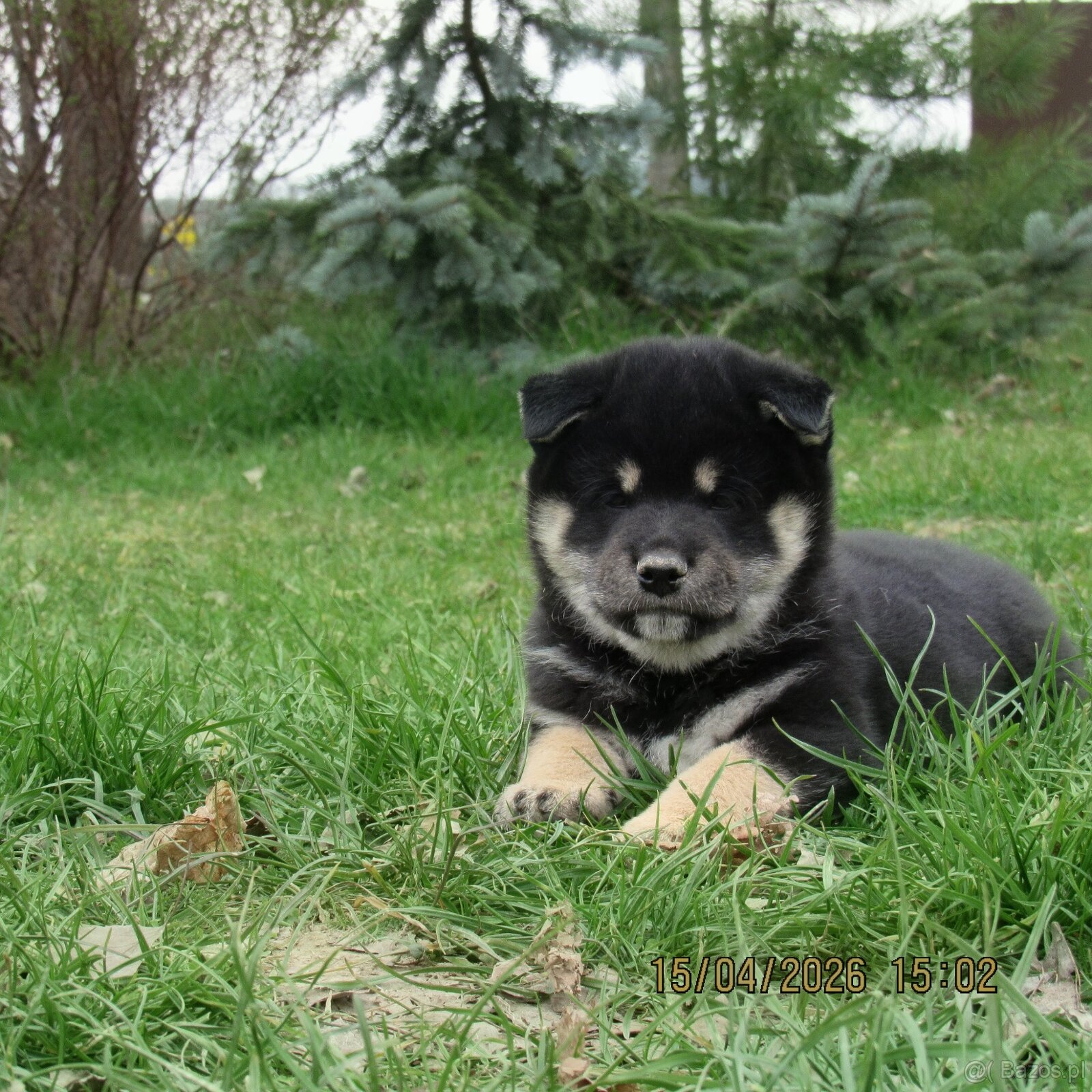 Shiba Inu + Nowy miot + Rezerwacja szczeniąt - 12