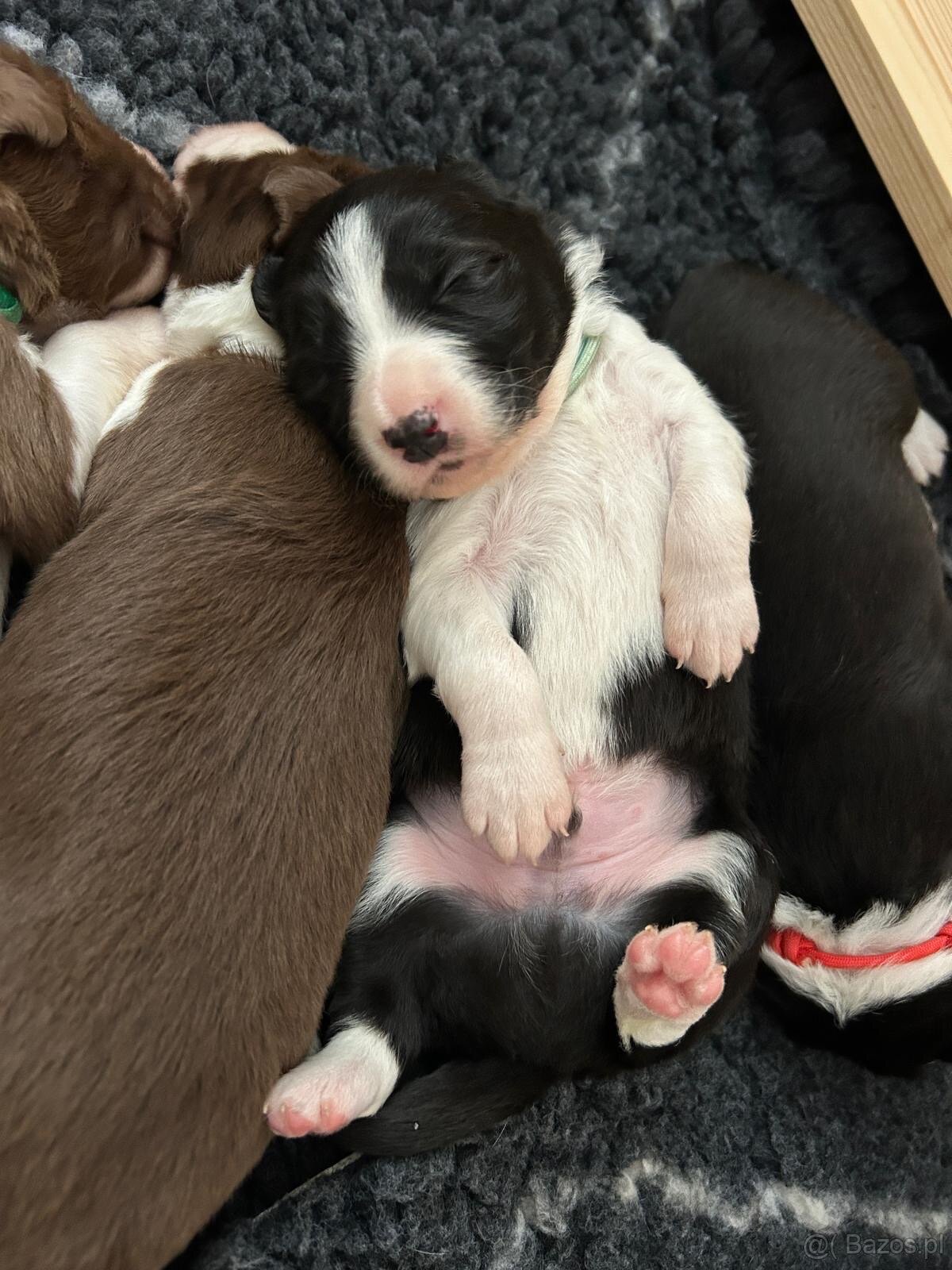 Border Collie z PP /FCI/ szczenięta - 12