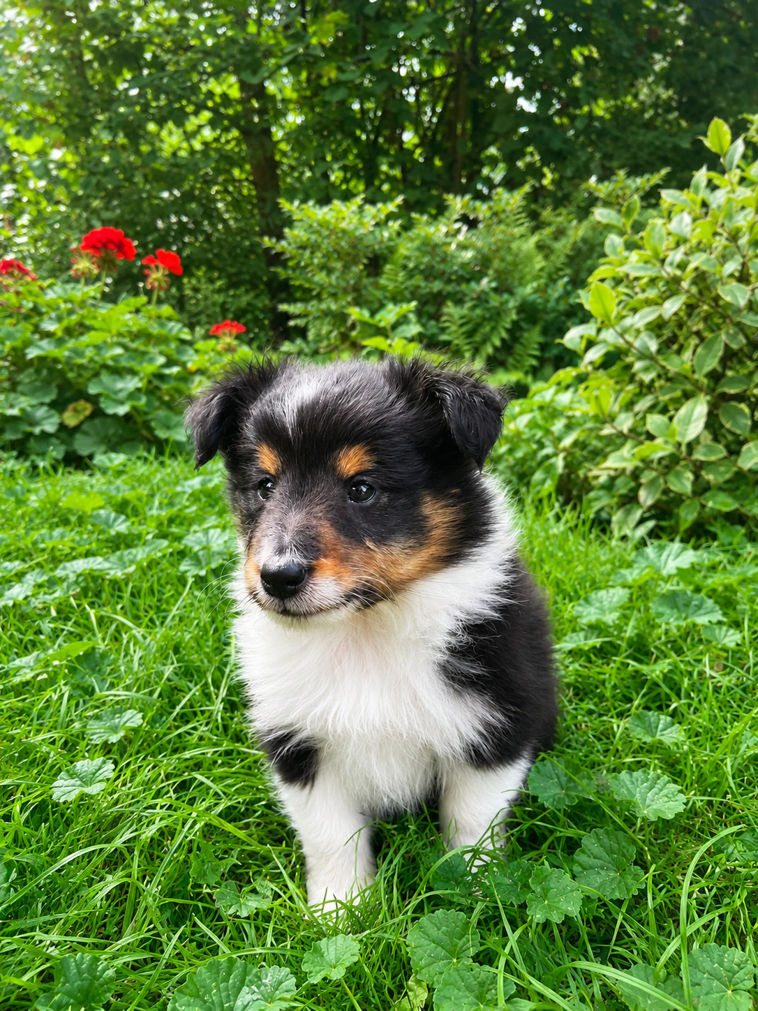 Sheltie, shetland sheepdog, owczarek szetlandzki, piesek - 12
