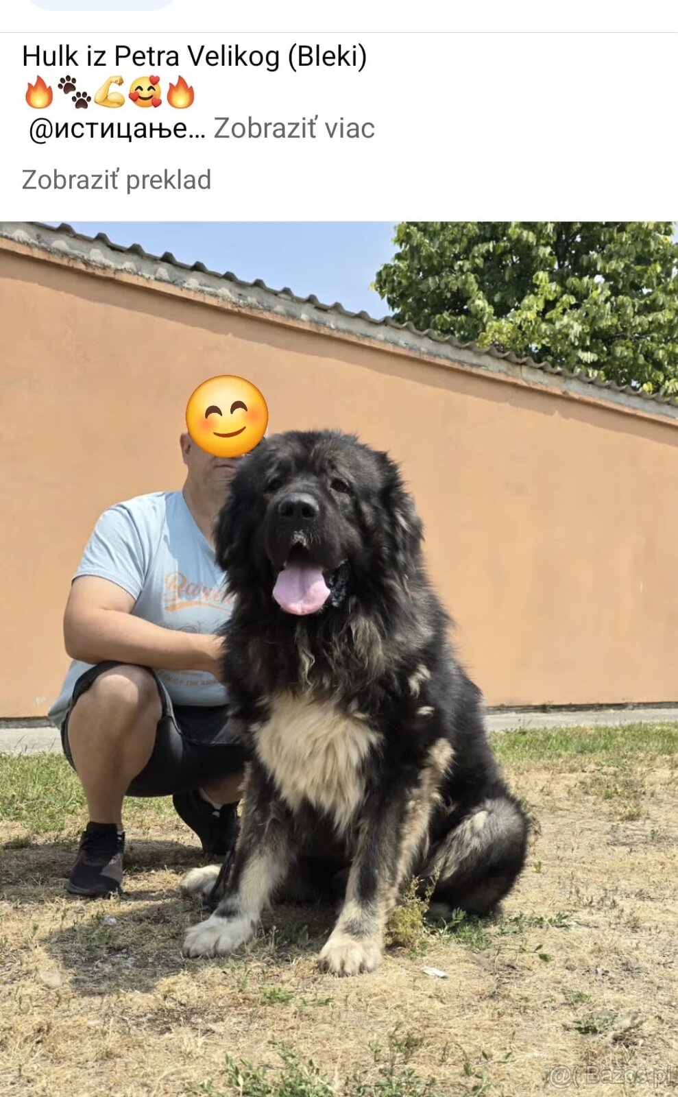 Szczenięta Owczarka Kaukaskiego - 12