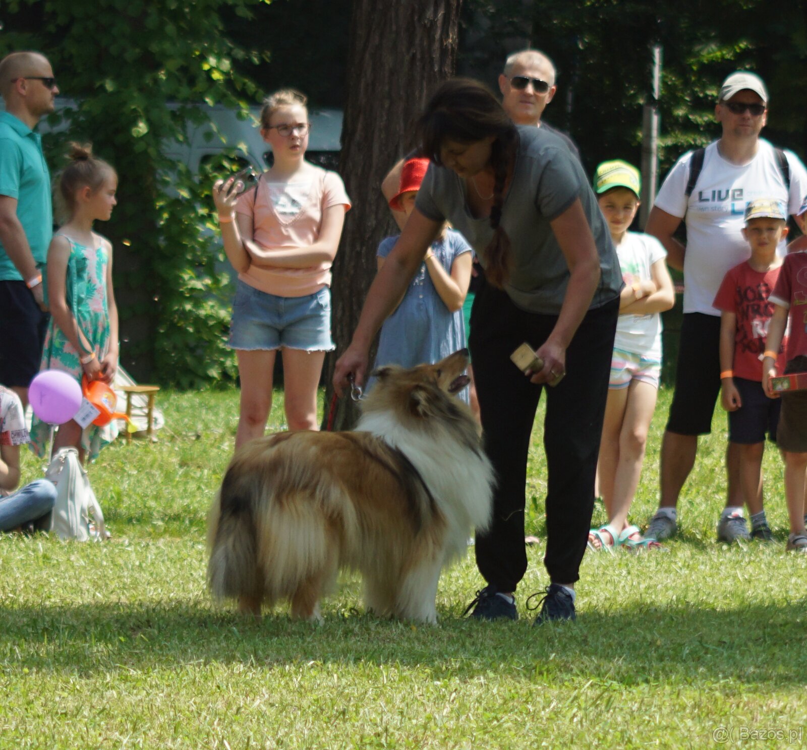 OWCZAREK SZKOCKI DŁUGOWŁOSY SUCZKA - 12
