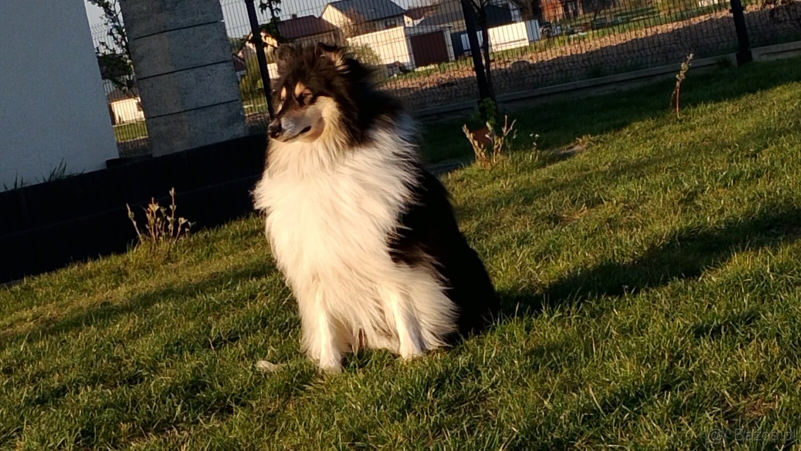 Owczarek szkocki collie długowłosy - 12