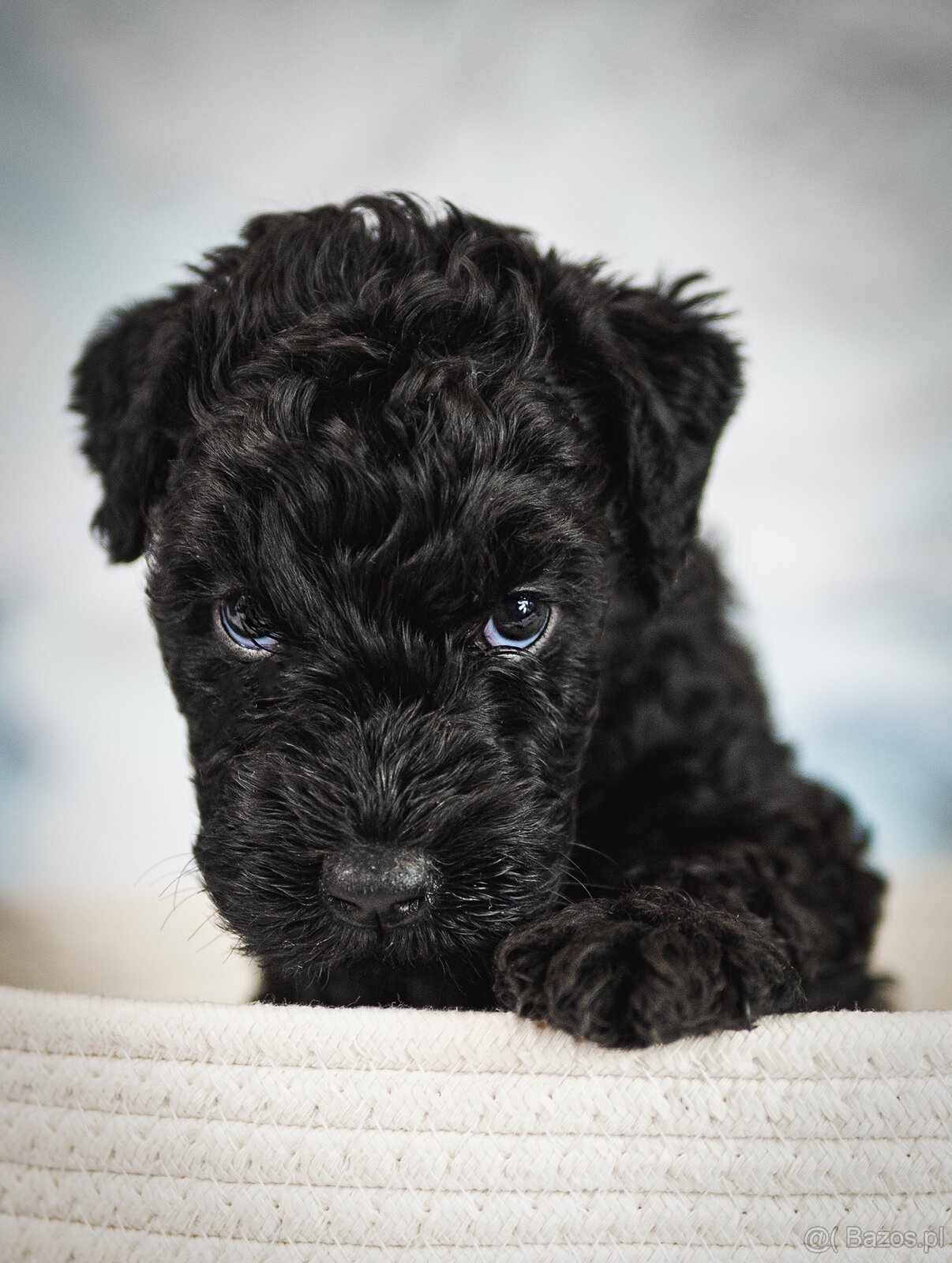 Szczeniak Kerry Blue Terrier - 12