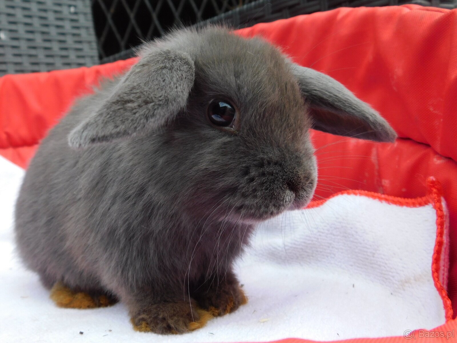 Baranki mini lop - 12
