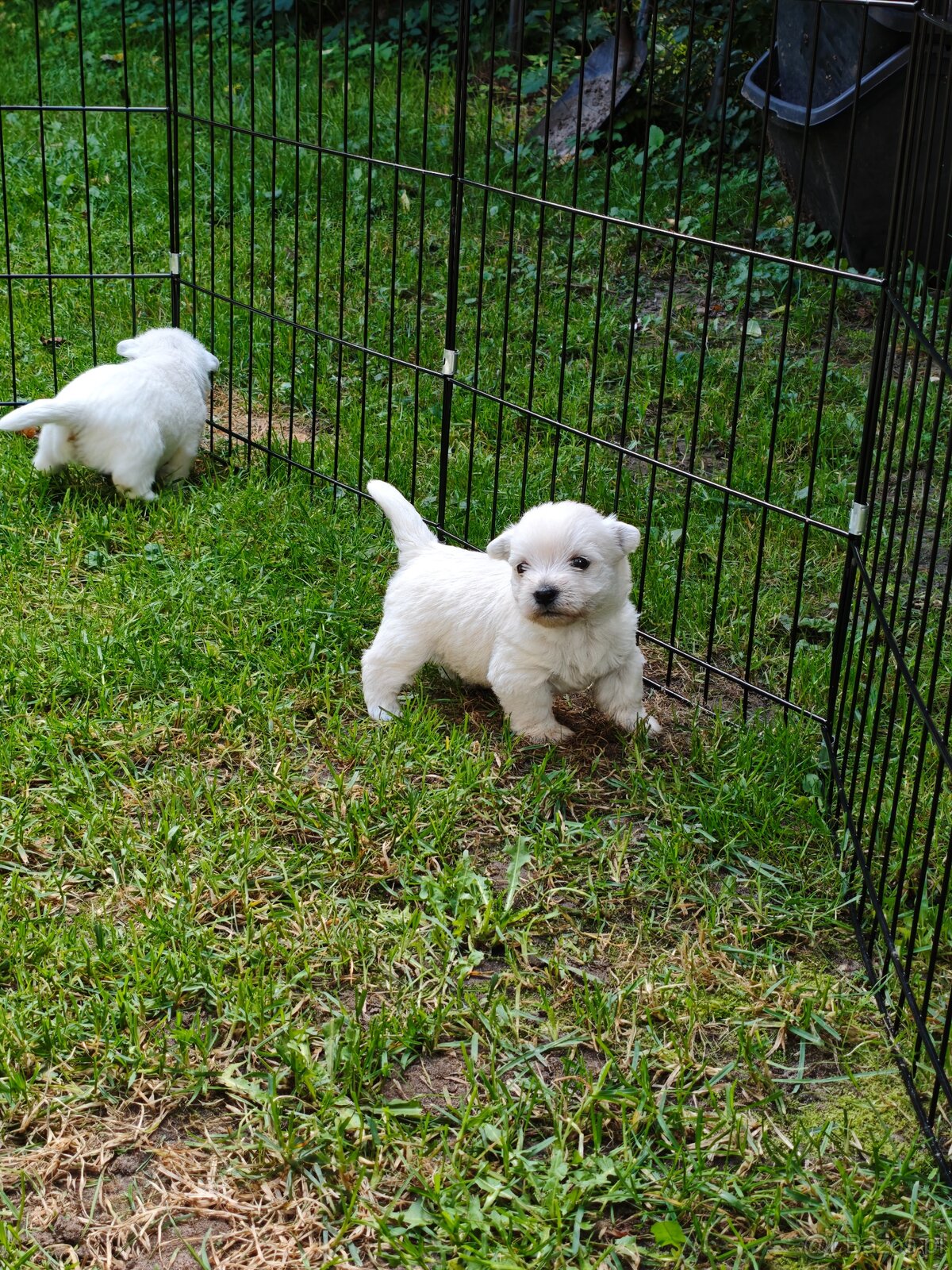 Szczenięta West Highland White Terrier - 12